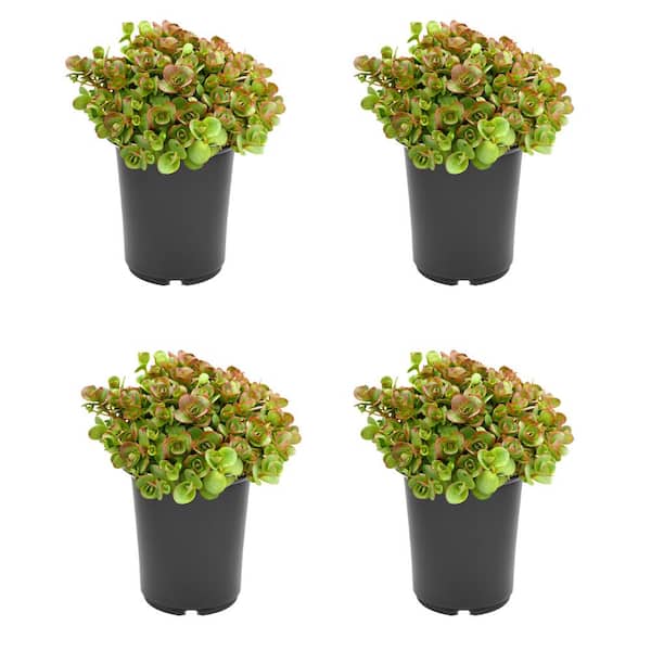 Unbranded 2.5 qt. Sedum Lime Zinger Perennial Plant with Pink Flowers - (4-Pack)