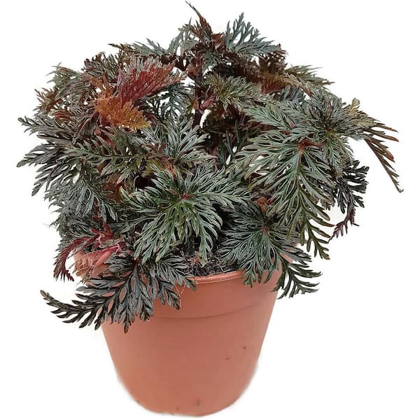 Wekiva Foliage 2 in. Fern Leaf Begonia - Live Starter Plant - Begonia Bipinnatifida - Extremely Rare Indoor Houseplant in Nursery Pot