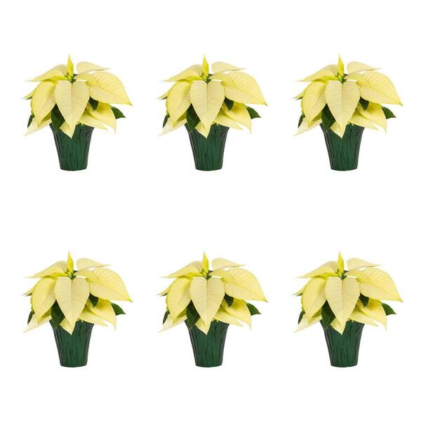 METROLINA GREENHOUSES 4 In. Live White Christmas Poinsettia With Green ...