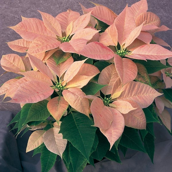 6.5 in. Poinsettia Plant with Pink Flowers 33937 The Home Depot