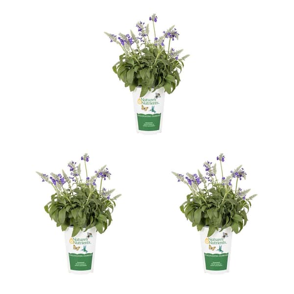 Vigoro 2 qt. Salvia Cathedral Blue and White Bicolor Annual Plant (3 ...