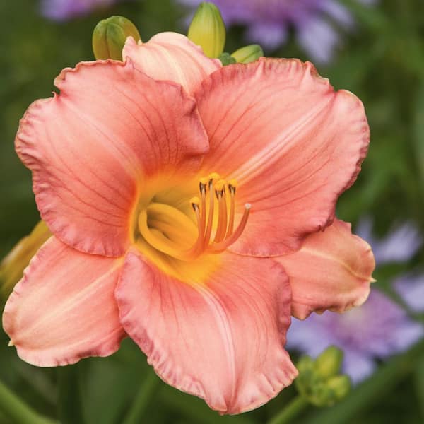 national PLANT NETWORK Bareroot Daylily My Melinda Perennial Plant with Lavender Flowers (3-Pack)