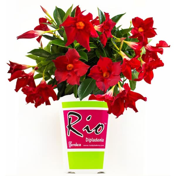 Rio 2 Qt. Dipladenia Flowering Annual Shrub with Red Blooms