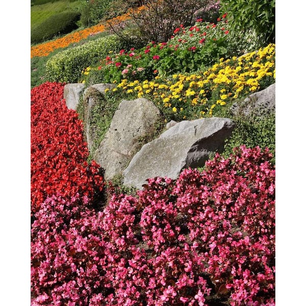 Pure Beauty Farms 4.73L. Begonia Bronze Leaf White Flower 10 in