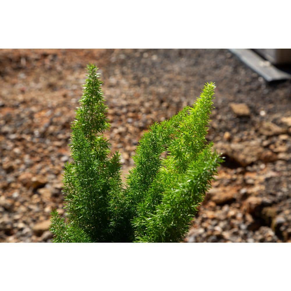 2.5 Quart Foxtail Fern in Black Plastic Pot