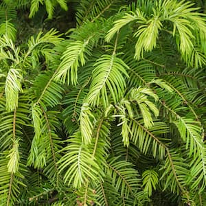3 Gal. Plum Yew Spreading, Live Evergreen Shrub, Dark Green Needled Foliage