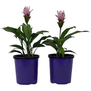 2.5 Qt. Curcuma Siam Plant Pink Solar Flowers in 6.33 In. Grower's Pot (2-Plants)