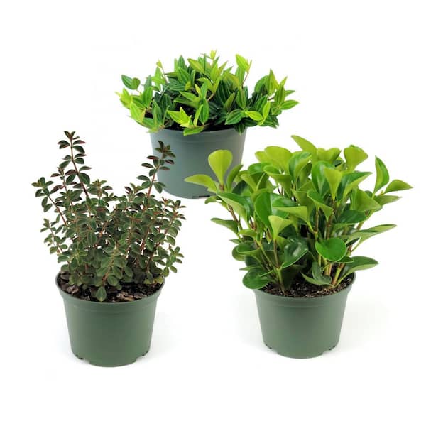 national PLANT NETWORK 6 in. SpaceScape Tropical Peperomia Plant Collection in Grower Container (3-Pack)