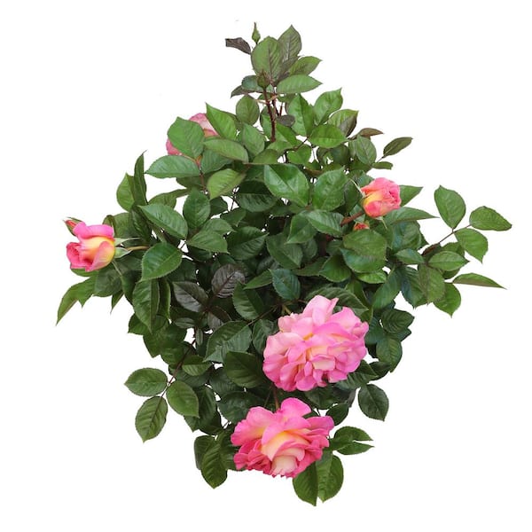 ALTMAN PLANTS My Bouquet 8 qt. Rose Pink and Gold Blossom (Julie