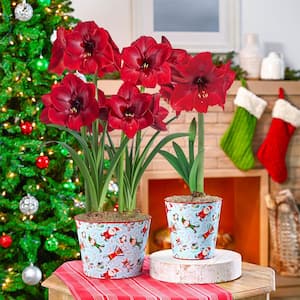 Miracle Amaryllis Duo Holiday Gift Kit in Decorative Pot - 2 Pre-Planted Bulb in a 8.50 in. Dia Pot