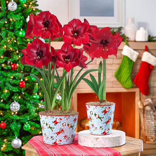 Breck's Miracle Amaryllis Duo Holiday Gift Kit in Decorative Pot - 2 Pre-Planted Bulb in a 8.50 in. Dia Pot