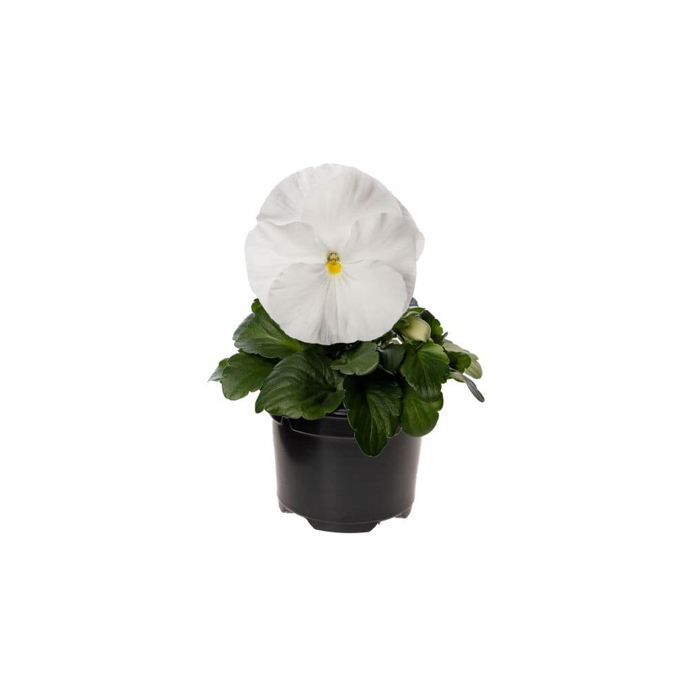 1.27 Qt. Delta White Pure Pansy Plant (6-Pack) 600532 - The Home Depot