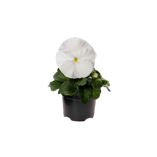 Unbranded 1.27 Qt. Delta White Pure Pansy Plant (6-Pack)