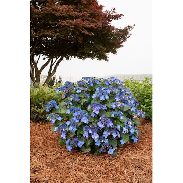 Endless Summer 3 Gal. Pop Star Reblooming Hydrangea Flowering Shrub with  Electric Blue or Pink Lacecap Flowers HYDGA3MPS1PK - The Home Depot