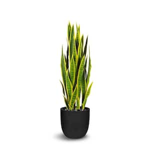 Botanical 3.1 ft. Green and Yellow Sansevieria Cylindrica In Pot