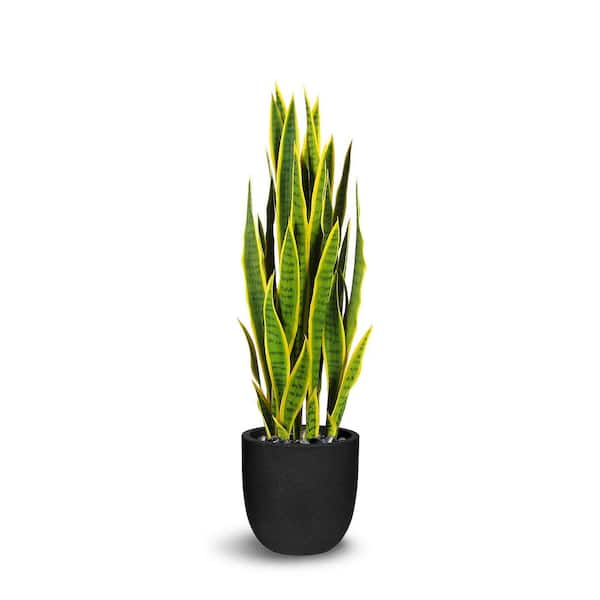 Unbranded Botanical 3.1 ft. Green and Yellow Sansevieria Cylindrica In Pot