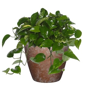 Vogue 8 in. Weathered Copper Resin Planter