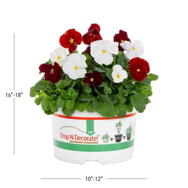 1.5 Gal. Drop N Decorate Holiday Pansy Mix Annual Plant (1-Pack)