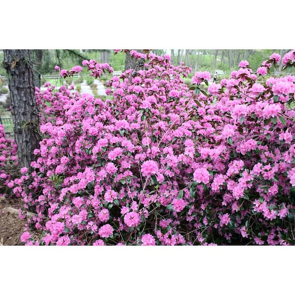 3 Gal. Elsie Lee Azalea Live Shrub, Lavender Flowers