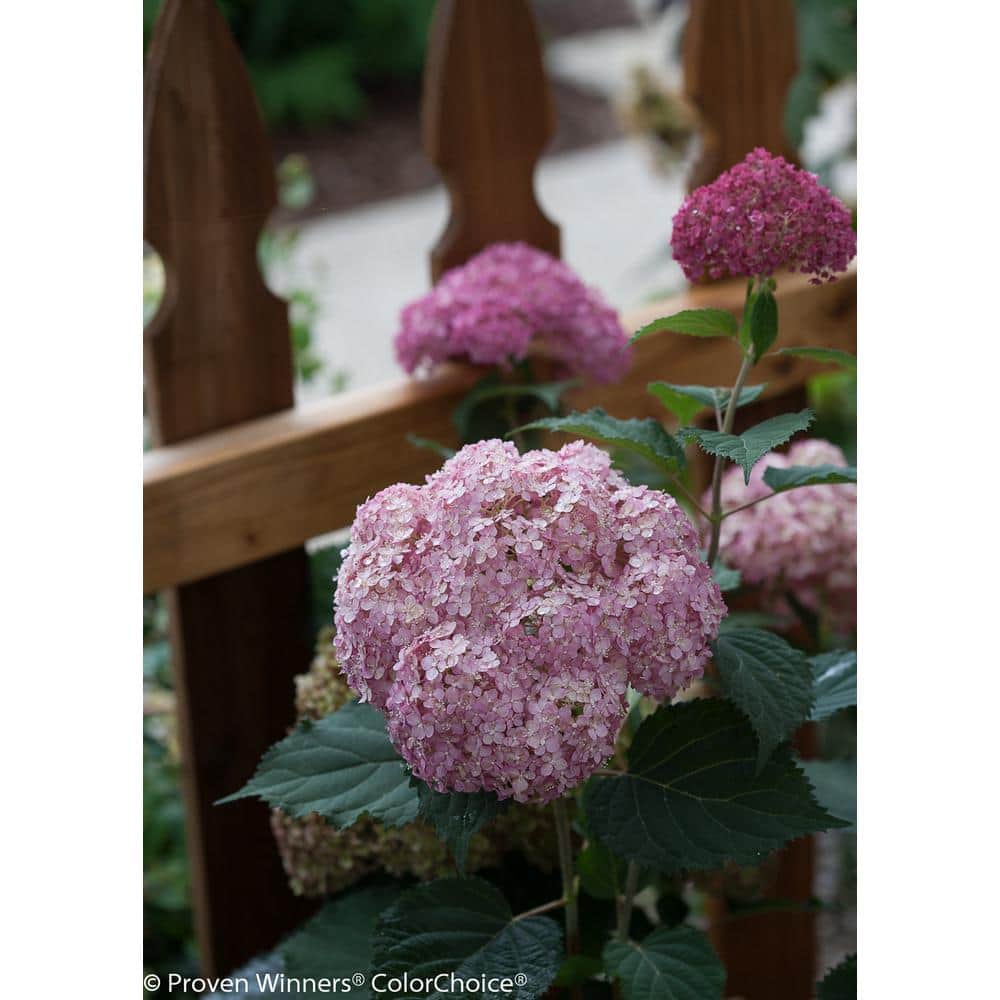 CannonCaps Hydrangea – CannonKeys