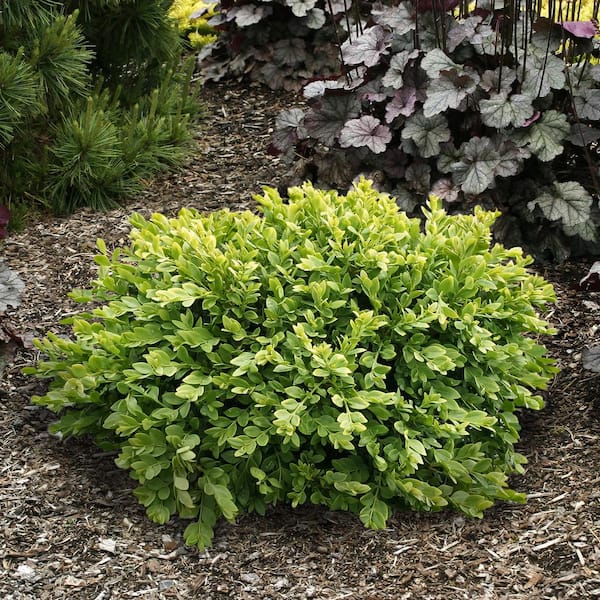 Spring Hill Nurseries 1 Gal. Pot, Green Velvet Boxwood Shrub, Potted Broadleaf Evergreen Plant (1-Pack)