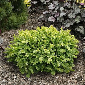 Green Velvet Boxwood (Buxus), 2.50 qt. Live Broadleaf Evergreen Shrub Grown in a Pot (1-Pack)