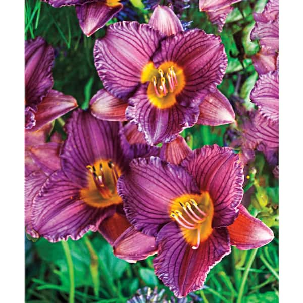 Spring Hill Nurseries Purple De Oro Daylily (Hemerocallis), Live Bareroot Plant, Purple Flowering Perennial (1-Pack)