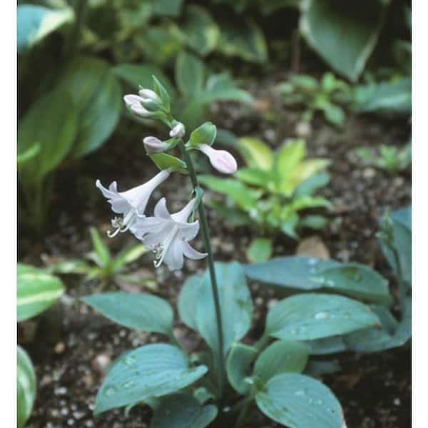 2.5 Qt. Green Hosta Live Flowering Shade Perennial Plant