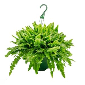 8 in. Hanging Fern Plant in Grower Pot