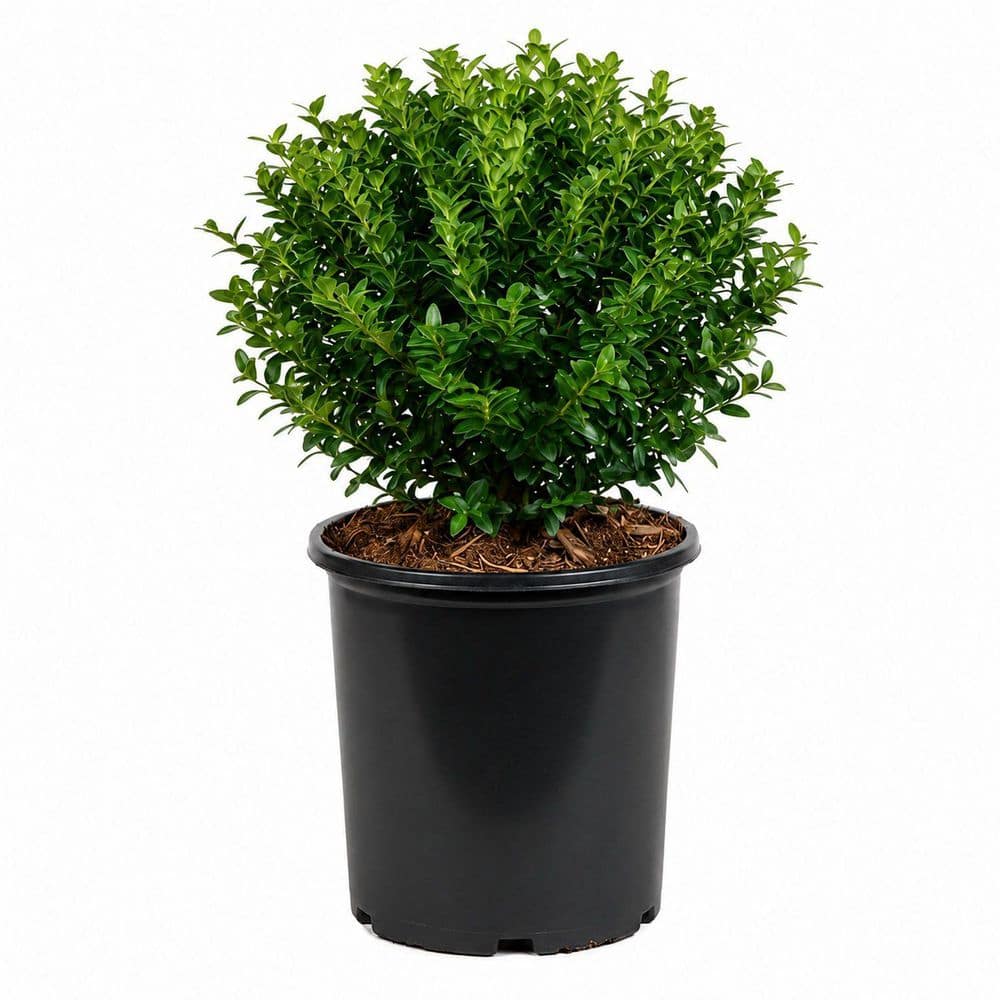 FLOWERWOOD 2.5 Qt. Soft Touch Holly(Ilex), Live Evergreen Shrub