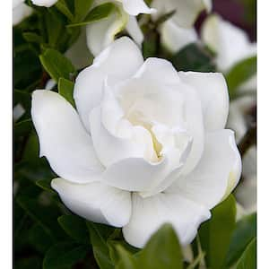 2.5 Qt. Jubilation Gardenia, Live Evergreen Shrub, White Fragrant Blooms