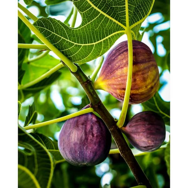 Wekiva Foliage Black Mission Fig Tree - Live Plant in a 2 in. Pot - Ficus Carica - Edible Fruit Tree for The Patio and Garden EZ-JKQ5-UG4E - The Home