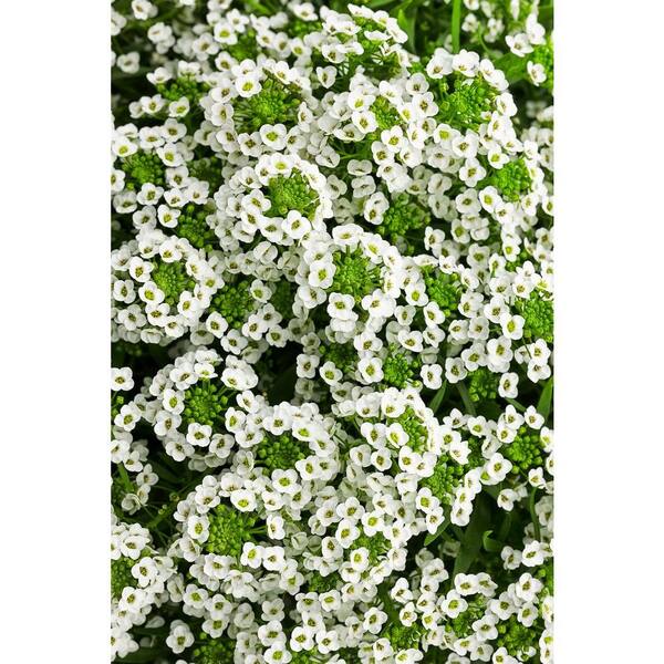 PROVEN WINNERS White Knight Sweet Alyssum (Lobularia) Live Plant, White Flowers, 4.25 in. Grande