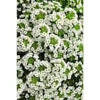 4.25 in. Grande White Knight Sweet Alyssum (Lobularia) Live Plant, White Flowers (4-Pack)