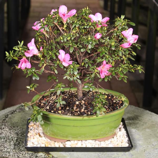 brussel's BONSAI Satsuki Azalea Bonsai Tree Outdoor Plant in Ceramic Bonsai  Pot Container, 8-Years Old, 10 to 14 in. DT-6016AZ