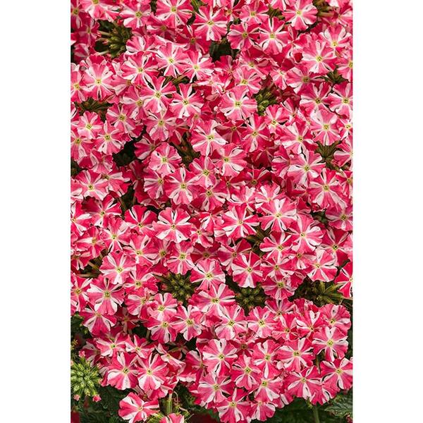 PROVEN WINNERS Superbena Royale Cherryburst (Verbena) Live Plant, Pink and White Striped Flowers, 4.25 in. Grande