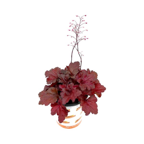 Vigoro 2.5 Qt. Perennial Heuchera Forever Red