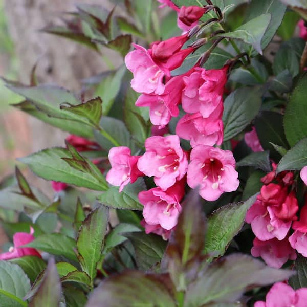 Sonic Bloom® Pure Pink - Weigela florida