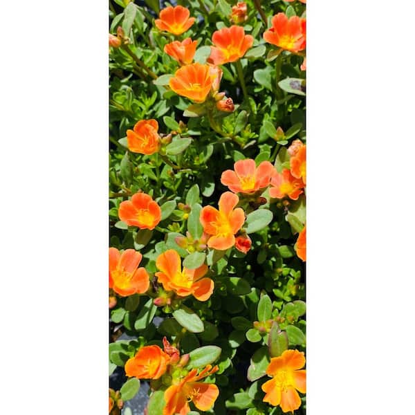 1.8 Gal. Purslane Plant Orange Flowers in 11 In. Hanging Basket