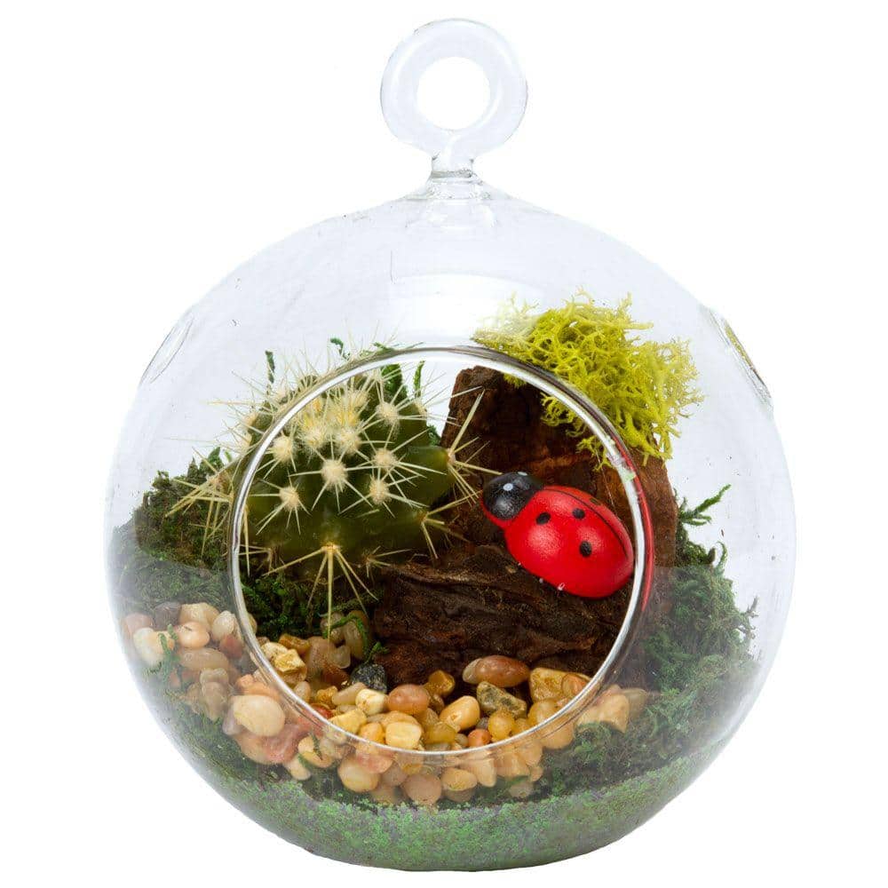 4 in. Glass Globe Terrarium with Succulent Plant
