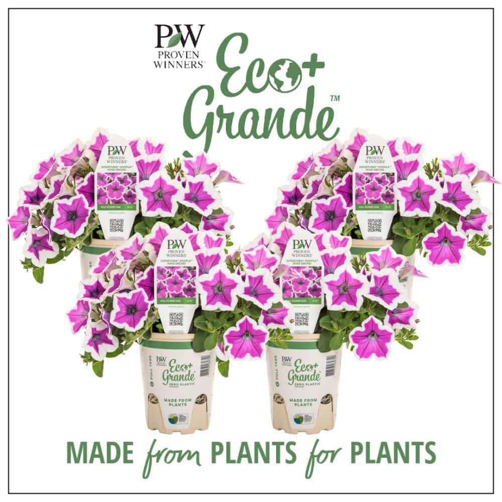 PROVEN WINNERS 4.25 in. Eco+ Grande Supertunia Hoopla Vivid Orchid