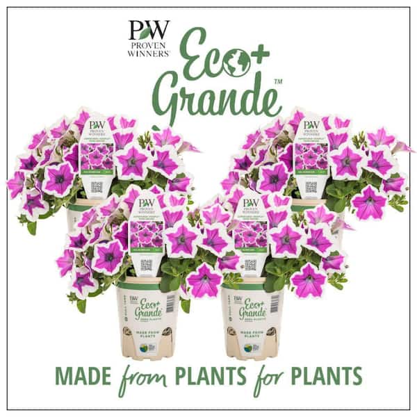 PROVEN WINNERS 4.25 in. Eco+ Grande Supertunia Hoopla Vivid Orchid (Petunia Hybrid) Live Annual Plant with Purple Flowers 4-Pack