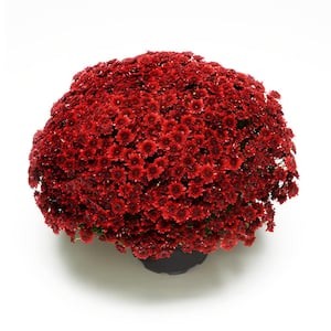 3 Qt. Chrysanthemum (Mum) Plant with Red Flowers