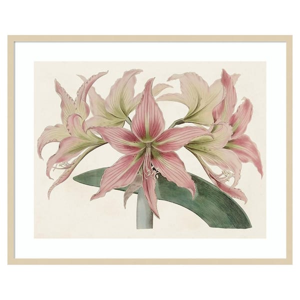 Amanti Art Amaryllis Varietals I by Bette Ridgeway 1 Piece Framed Giclee Nature Art Print 33 in. x 41 in.