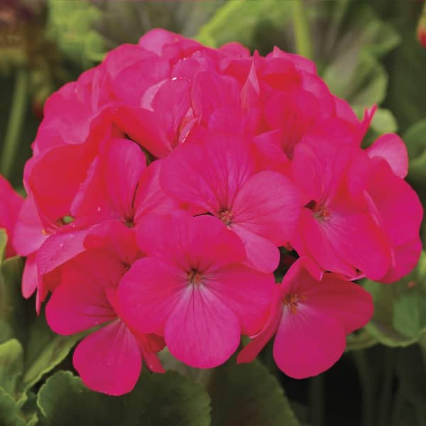 VIGORO 2. Qt. Lavender Rose Big Geranium Annual Plant in Grower Pot