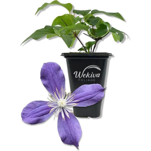 Clematis Arabella-Live Starter Plant in a 2 Inch Growers Pot-Starter Plants Ready for The Garden