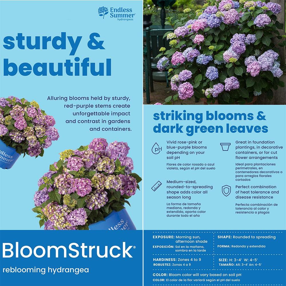 Endless Summer Purple and Blue Hydrangea in 1-Gallon Container