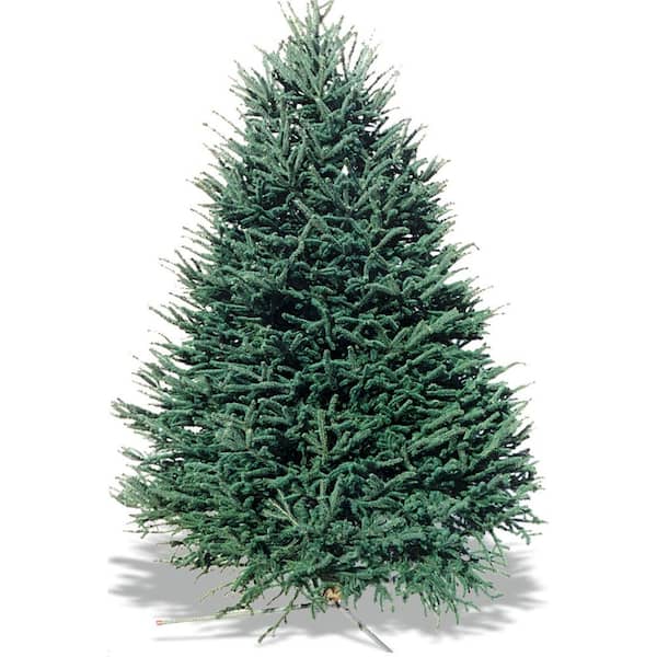 Unbranded 9-10 ft. Freshly Cut Live Abies Balsam Fir Christmas Tree