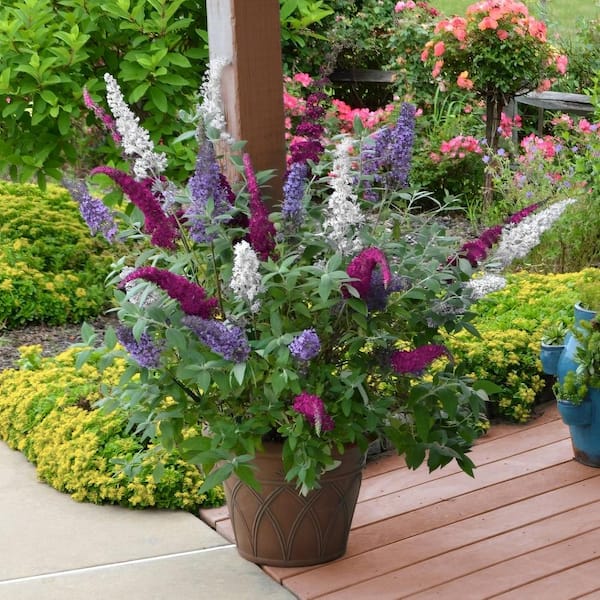 national PLANT NETWORK 6 in. Buddleia 3N1 Red-White-Blue Shrub with Multicolor Flowers