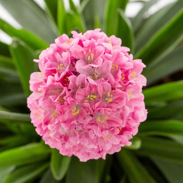 Vigoro 1.5 PT Armeria Thrift 'Dreameria Daydream'' White Perennial